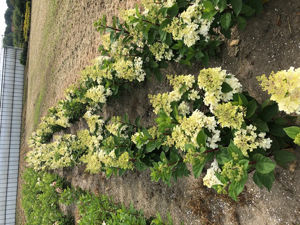 Bild von Hydrangea